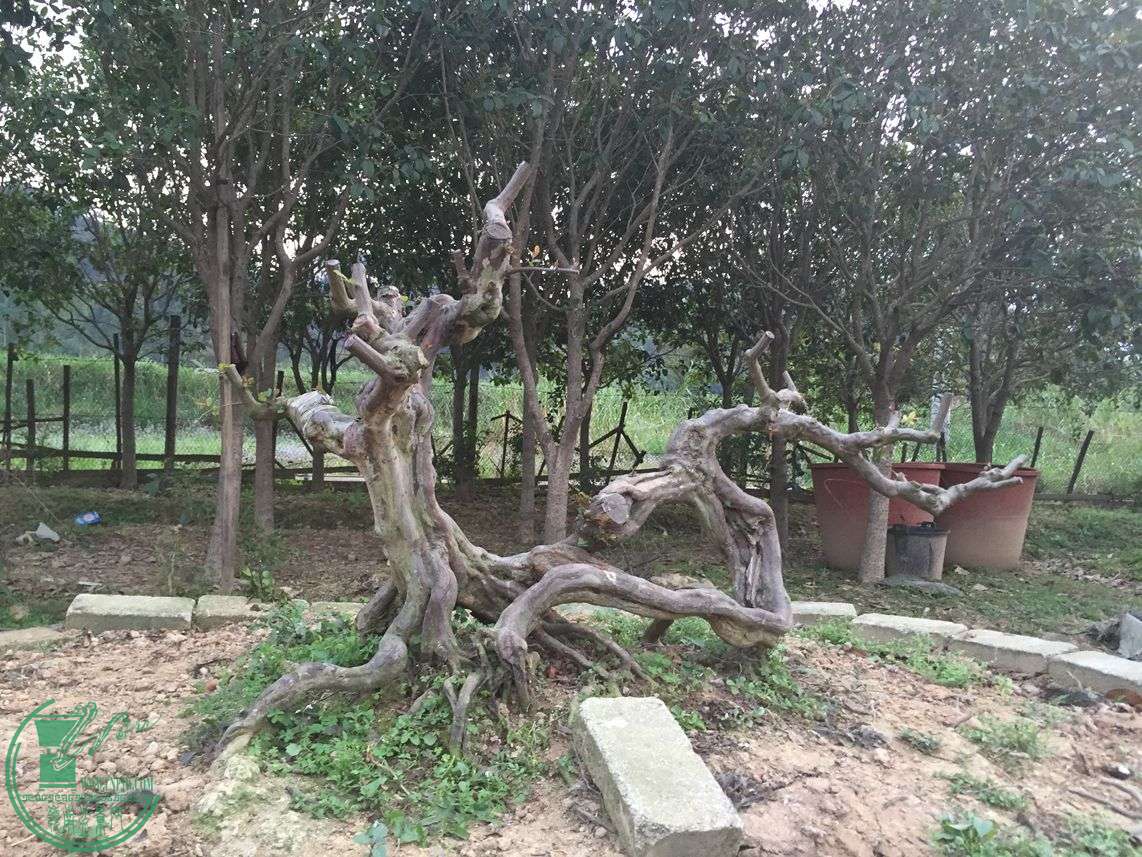 ׼