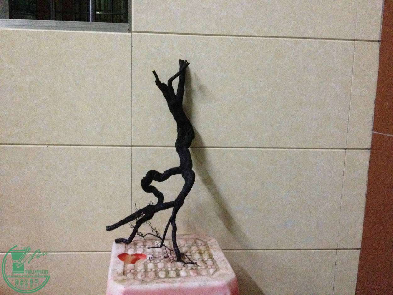 008.JPG