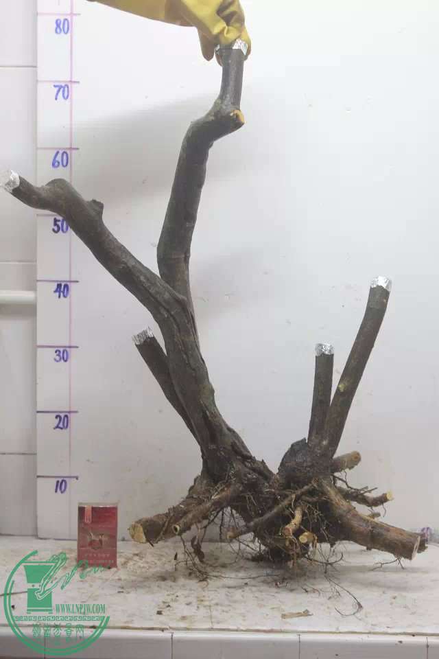 psb (11).jpg
