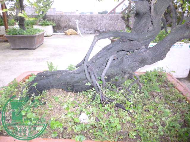 P1130012.JPG