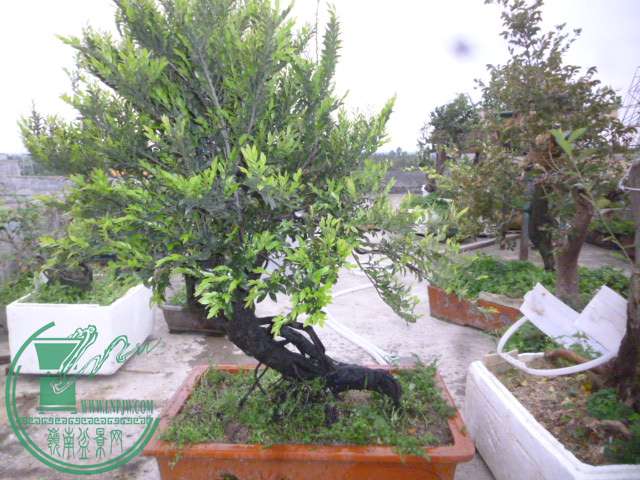 P1130015.JPG