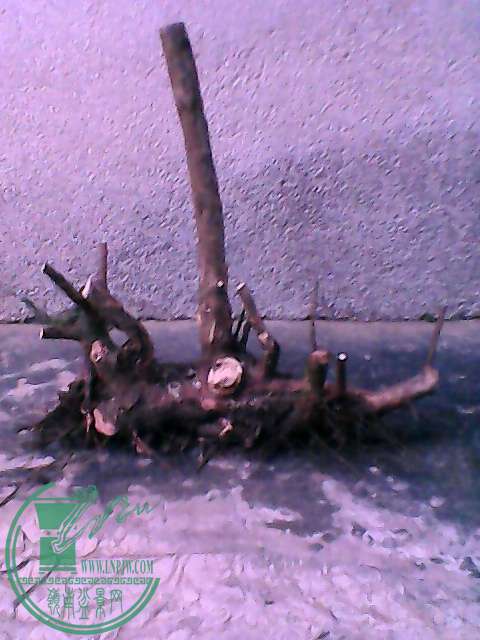 IMG_20150301_182357105.jpg