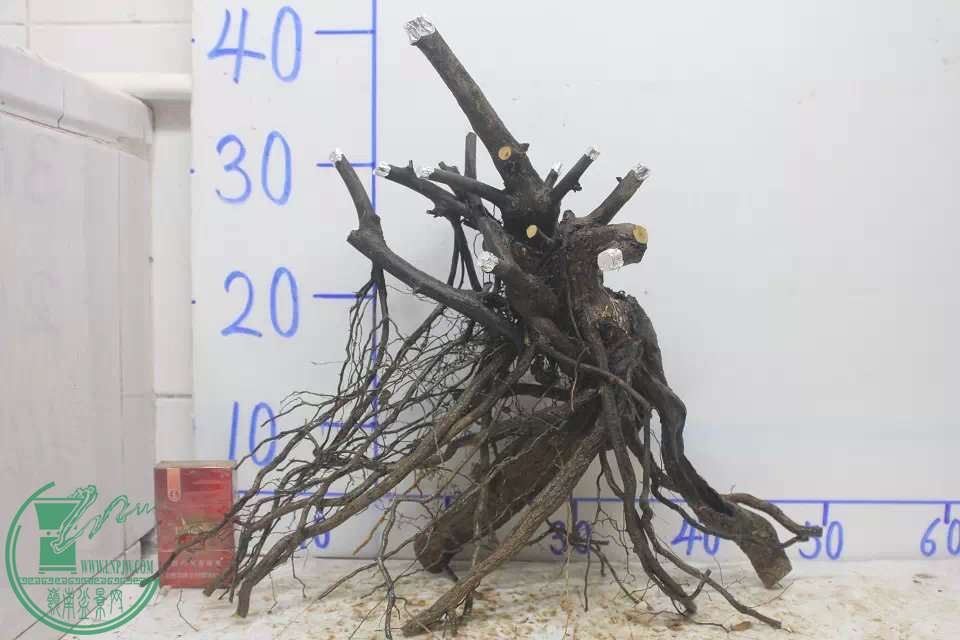 psb (31).jpg