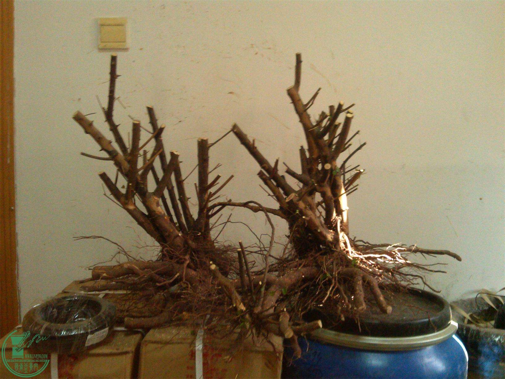 ȸ÷׮185IMG_20150302_094202_ͼ.jpg