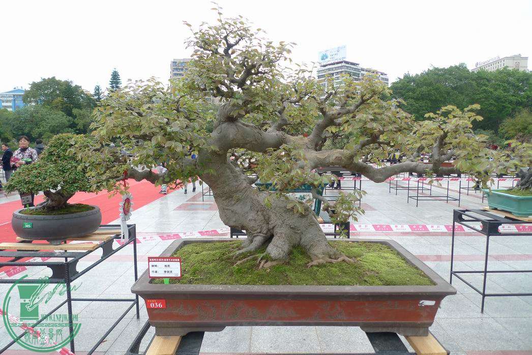 С P1250772.JPG
