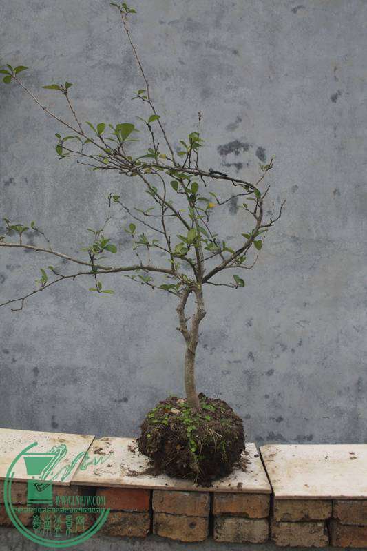 Ƭ20131026ۺ 2728.jpg