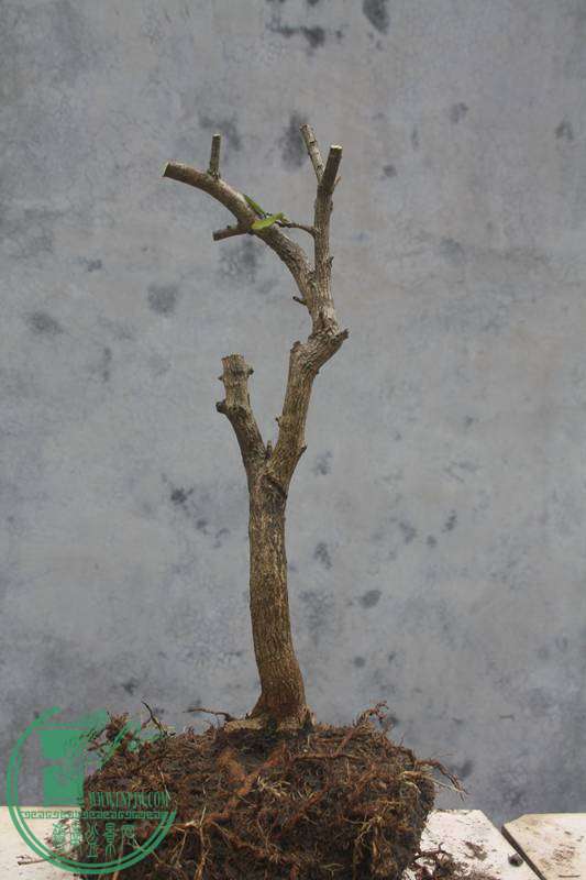 Ƭ20131026ۺ 2729.jpg