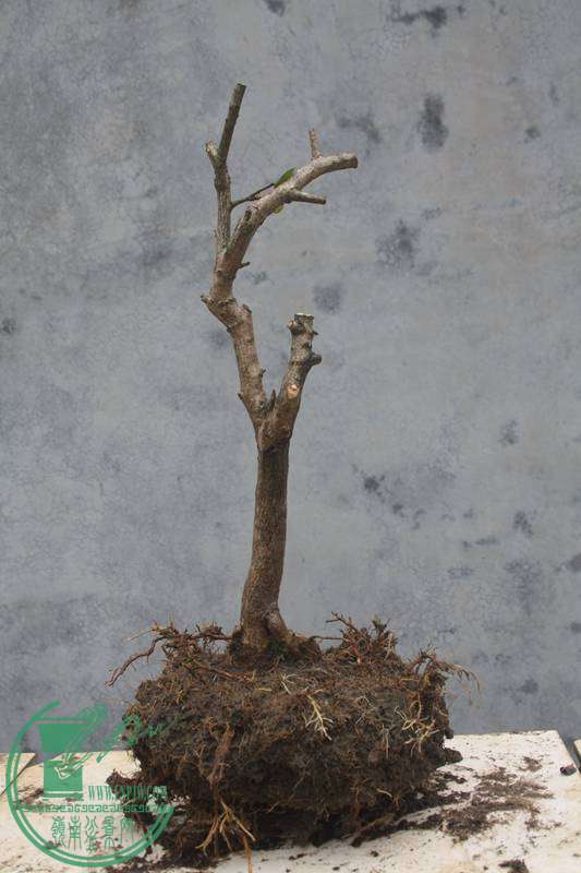 Ƭ20131026ۺ 2730.jpg