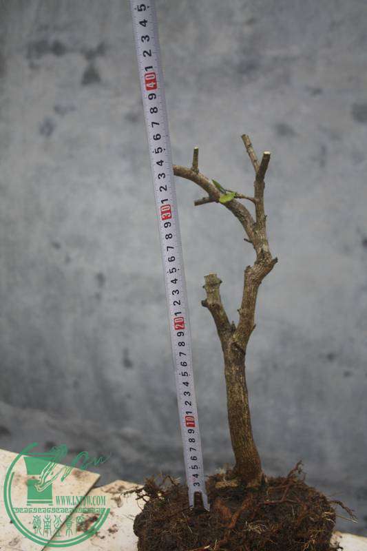 Ƭ20131026ۺ 2735.jpg