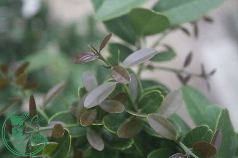 Ƭ20131026ۺ 2722.jpg