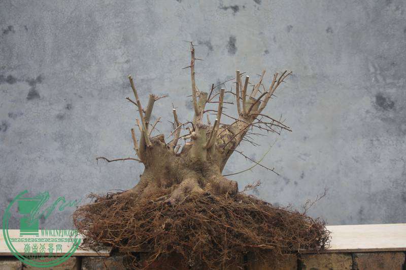 Ƭ20131026ۺ 2745.jpg