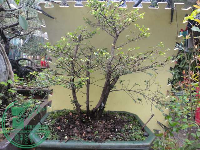 DSC06838.JPG
