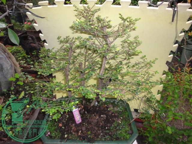 DSC06841.JPG