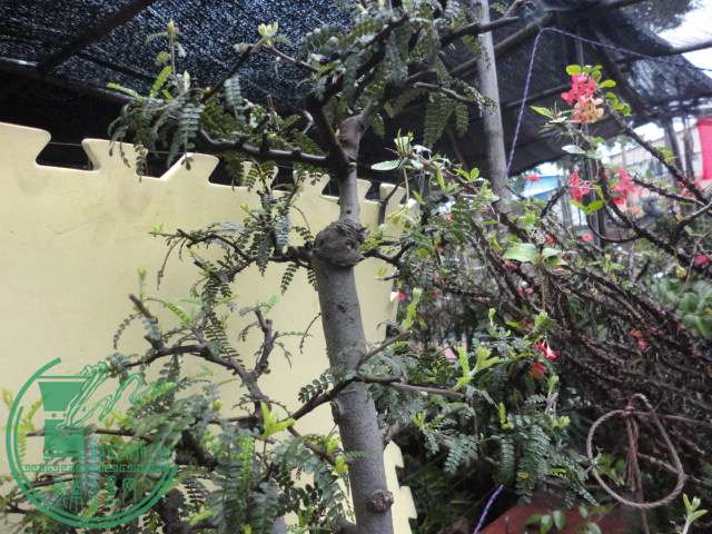DSC06844.JPG
