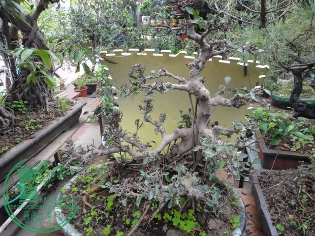 DSC06846.JPG
