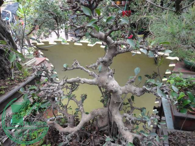 DSC06847.JPG