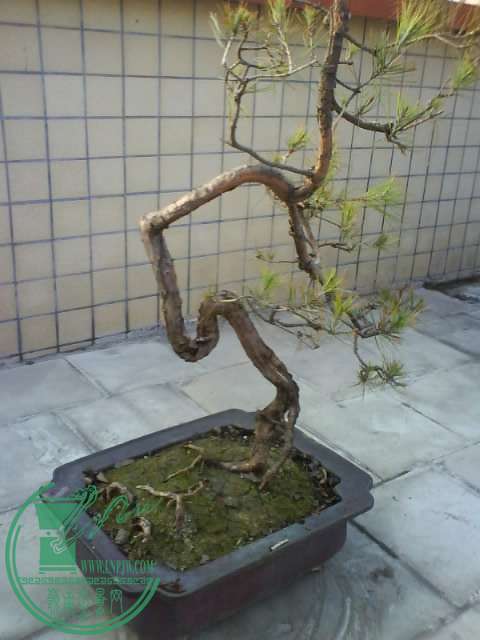 DSC00211.JPG
