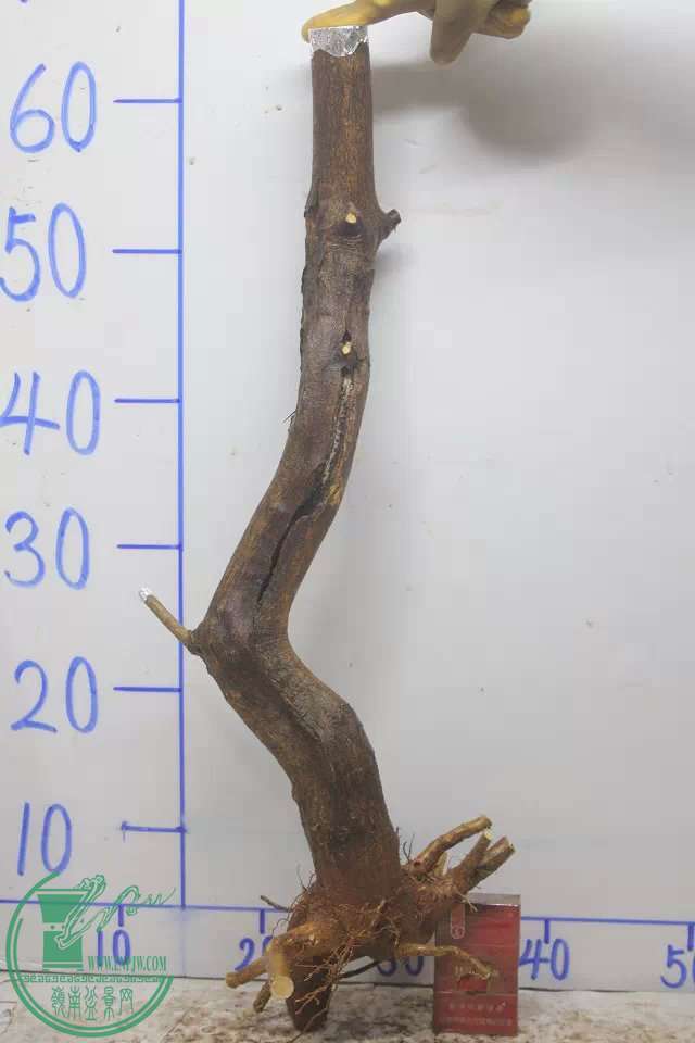 psb (9).jpg