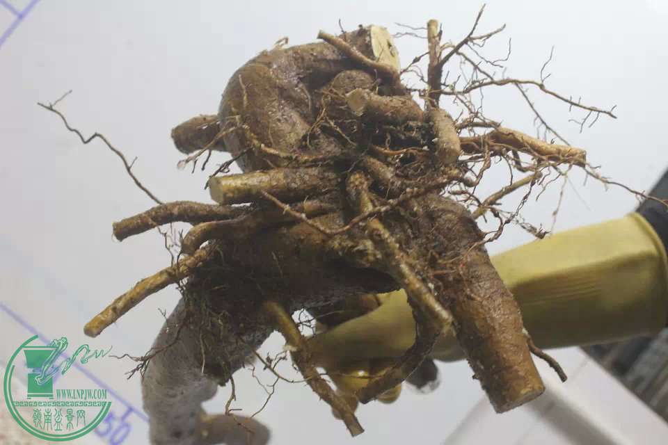 psb (13).jpg