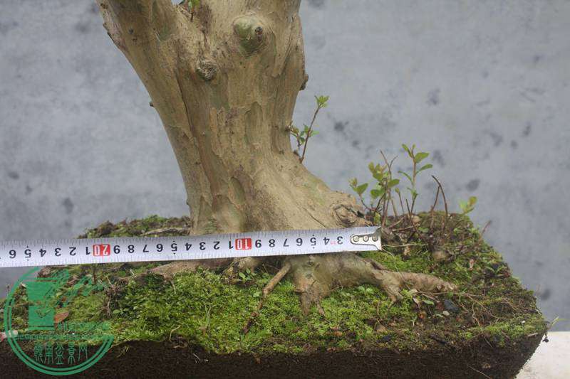Ƭ20131026ۺ 2762.jpg