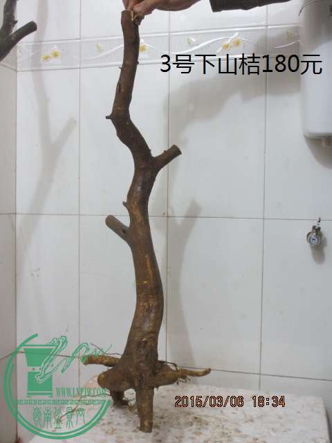 IMG_5672.JPG