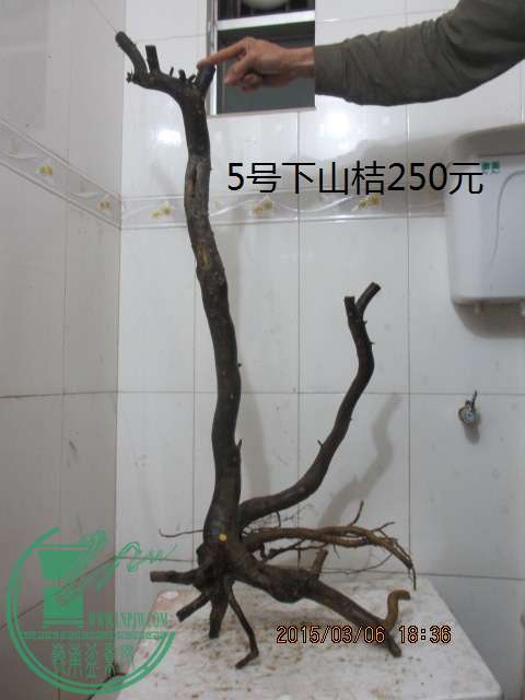 IMG_5677.JPG