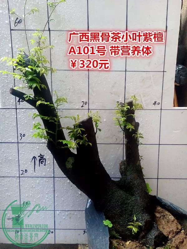 psb (1).jpg
