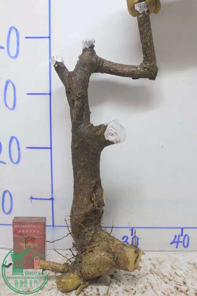psb (11).jpg