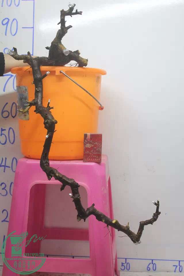 psb (3).jpg