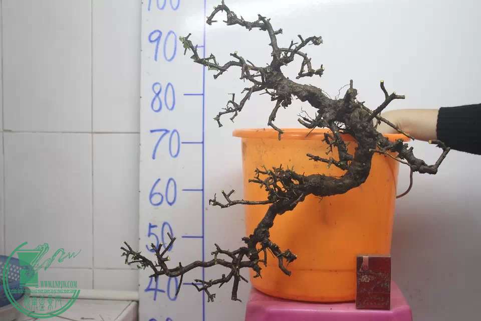 psb (13).jpg