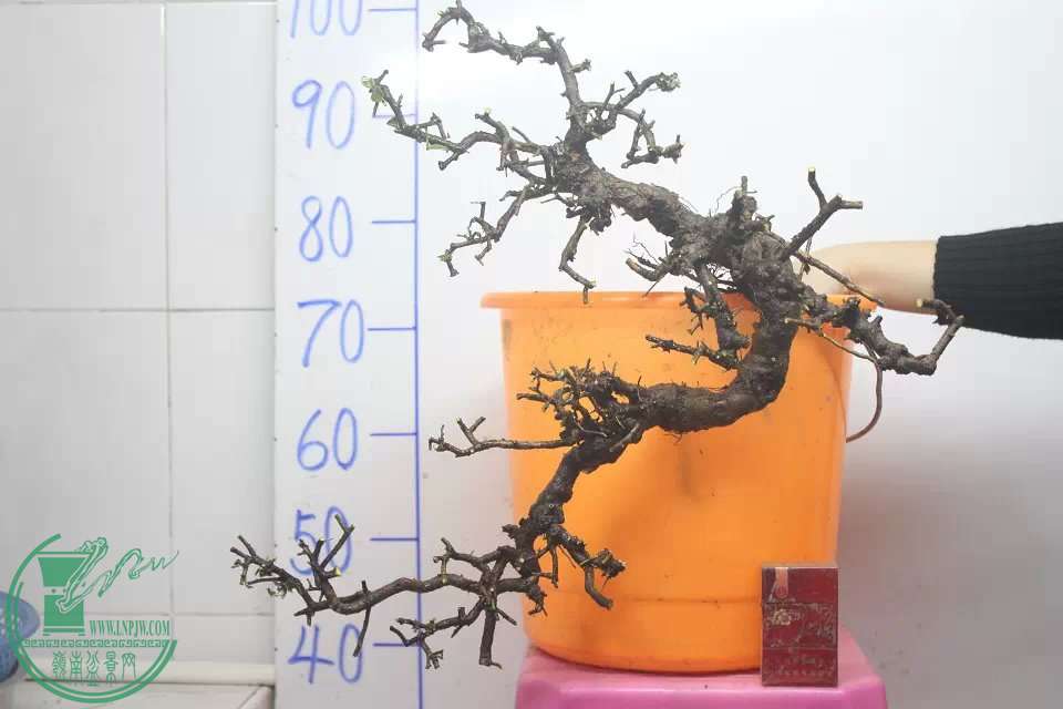 psb (12).jpg