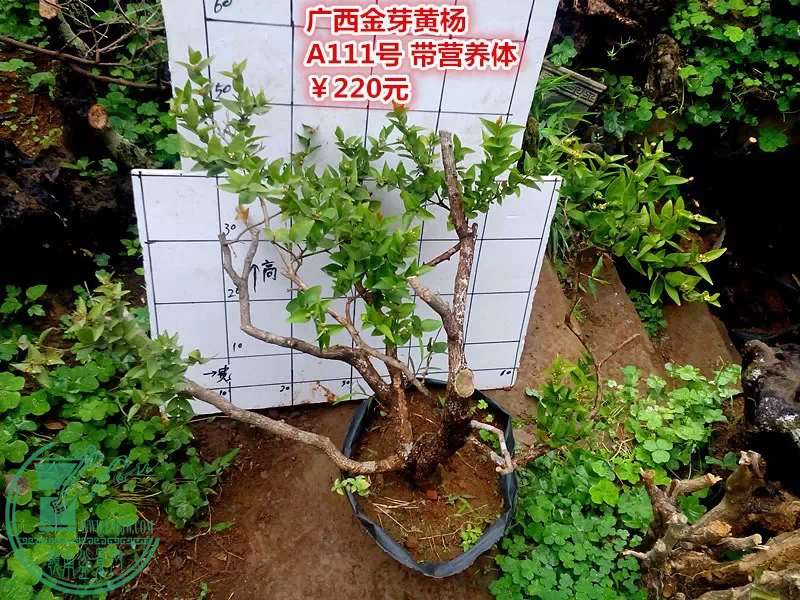 psb (30).jpg