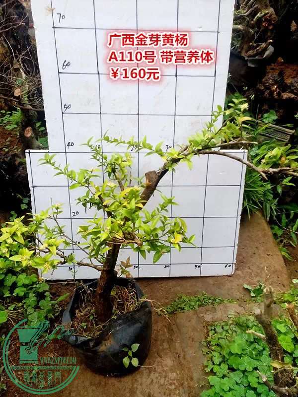 psb (34).jpg