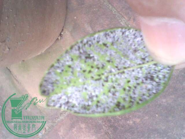 IMG1402A.jpg