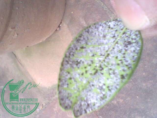IMG1401A.jpg