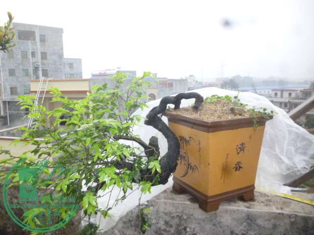 P1130091.JPG