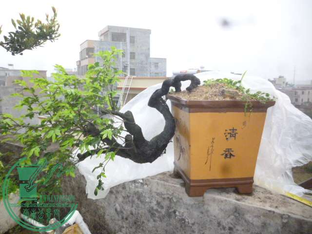 P1130092.JPG