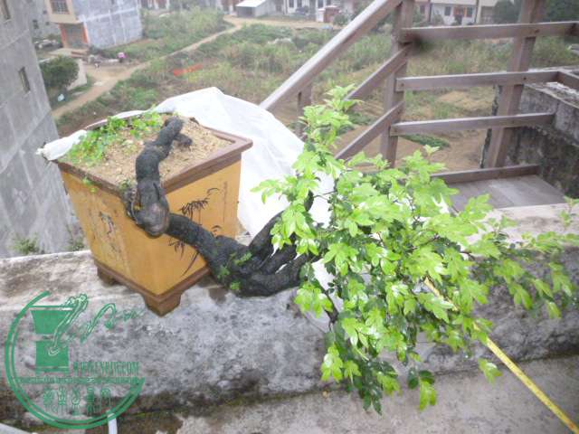 P1130098.JPG