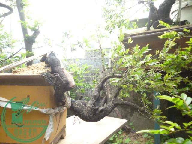 P1100643.JPG