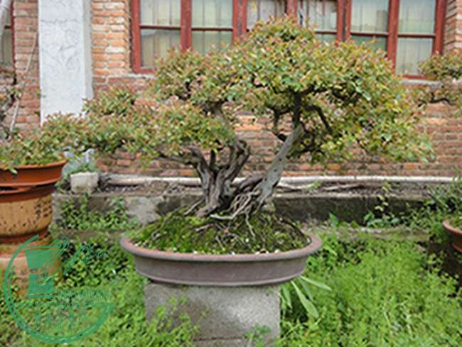 DSC03045.jpg