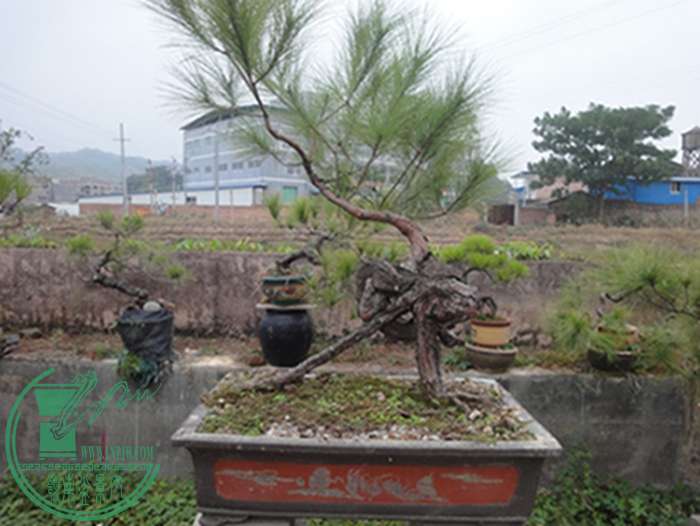 DSC02989.JPG