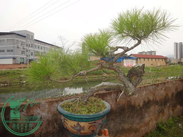 DSC03059.JPG
