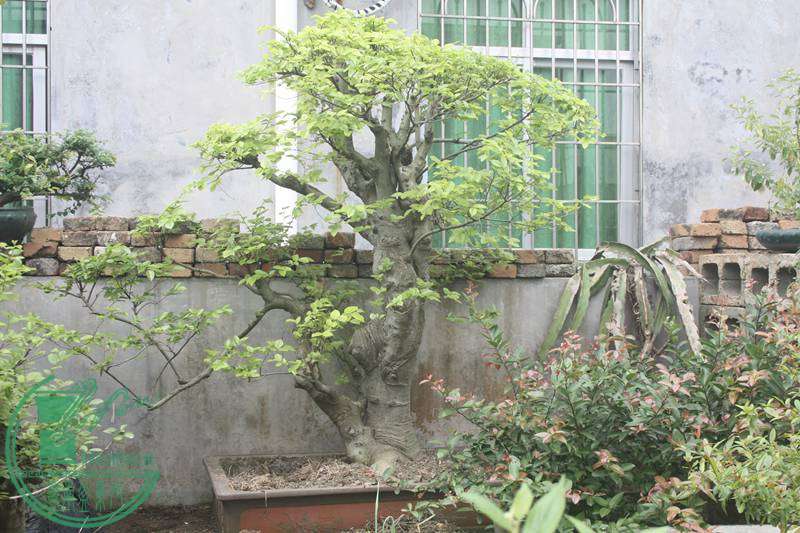 Ƭ20131026ۺ 2775.jpg