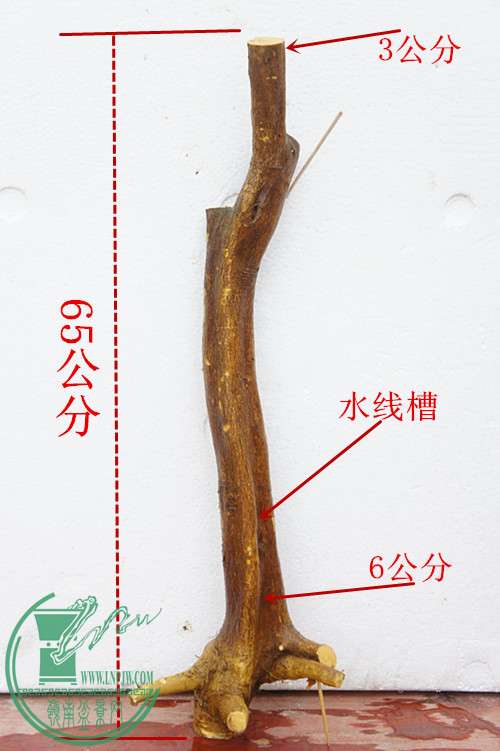 DSC09902_2.jpg