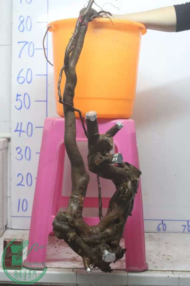 psb (3).jpg