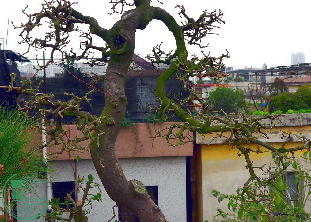 P1100445.jpg