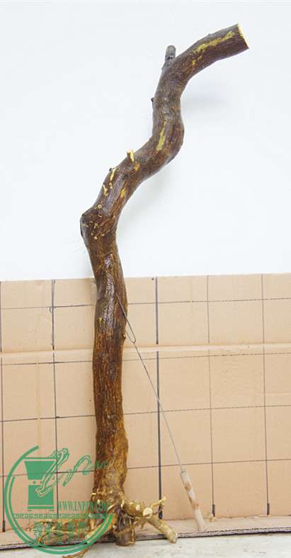 DSC09909_.jpg