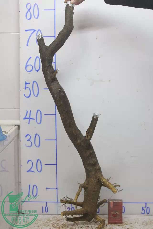psbCAI7PNC6.jpg