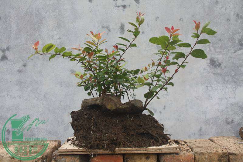 Ƭ20131026ۺ 2788.jpg