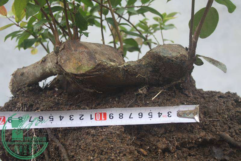 Ƭ20131026ۺ 2792.jpg